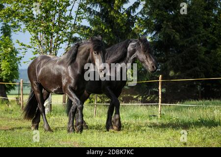 Il frisone cavallo mare con puledro Foto Stock