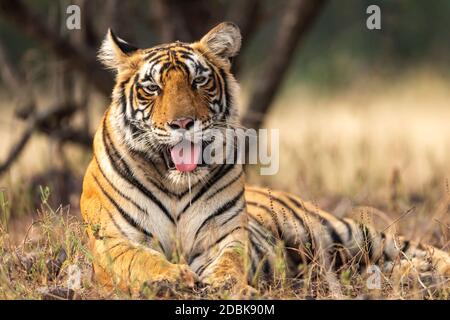 Ritratto selvaggio di tigre con la lingua fuori in verde naturale sfondo al parco nazionale di ranthambore o tigre riserva rajasthan india - panthera tigris Foto Stock