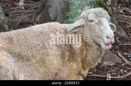 Primo piano di pecore unshorn con l'espressione divertente sul viso - sembra che abbia detto baaaaaa Foto Stock