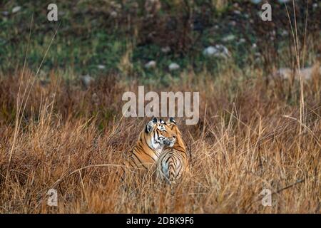 la madre vigile e protettiva tigrano con il suo cucciolo nella zona della prateria di zona di dhikala di jim corbett parco nazionale o tigre effettuare prenotazioni on-line uttarakhand india Foto Stock