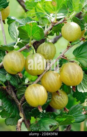 Stachelbeere, Ribes uva-crispa 'Rixanta' Foto Stock