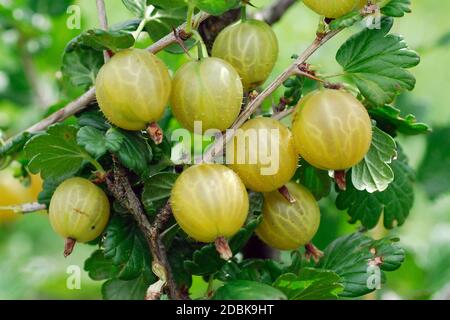 Stachelbeere, Ribes uva-crispa 'Rixanta' Foto Stock