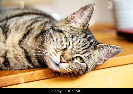 Katze entspannt liegend Foto Stock