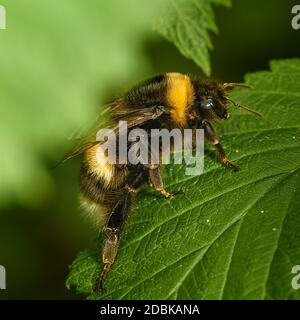 bumblebee seduto su una foglia verde, da vicino, in un ambiente naturale Foto Stock