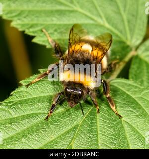 bumblebee seduto su una foglia verde, da vicino, in un ambiente naturale Foto Stock