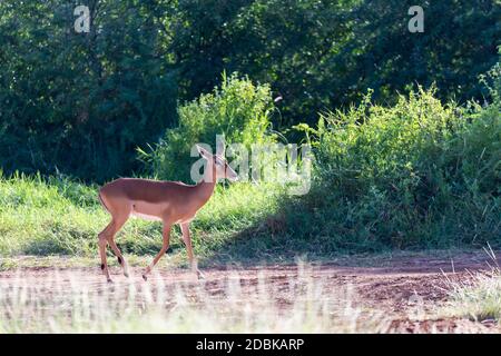 Un Grant Gazelle si trova nel mezzo del paesaggio erboso del Kenya Foto Stock