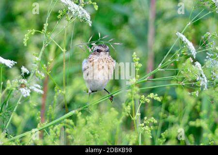 Giovane Whinchat in attesa di cibo su un prato in estate. Foto Stock