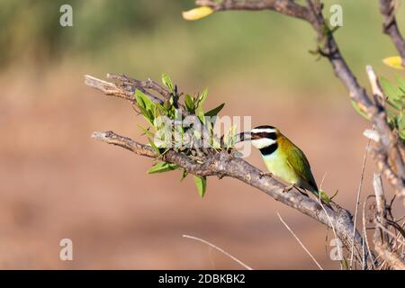 L'uccello locale è seduto su una filiale in Kenya Foto Stock