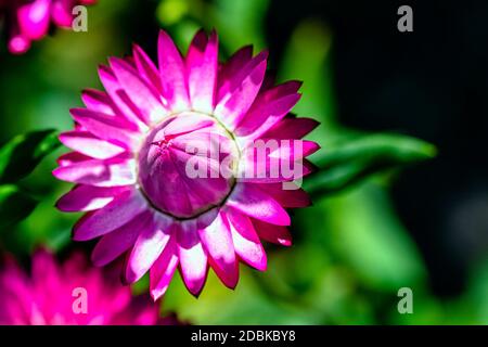 Xerochrysum bracteatum noto come oro eterno o fragola Foto Stock