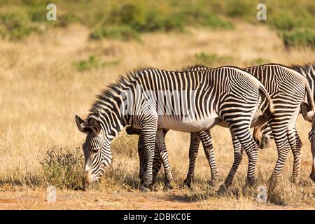 Una grande mandria con zebre che pascolano nella savana del Kenya Foto Stock