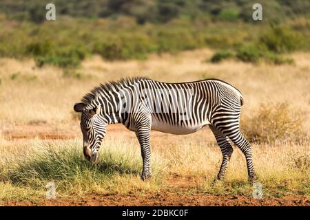 La Grevy Zebra si pascolano nella campagna di Samburu in Kenya Foto Stock