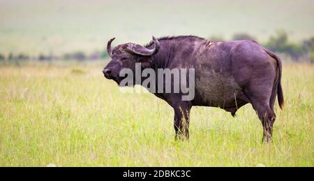 Un grande bufalo si erge su un sentiero nella savana Foto Stock