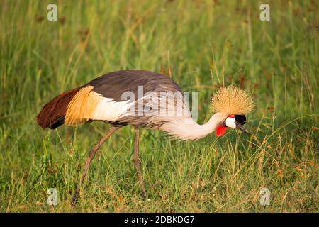 Uccelli nativi molto colorul siedono su rami Foto Stock