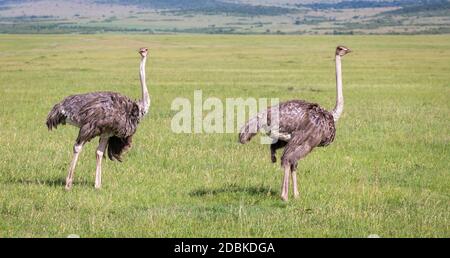 Gli uccelli di struzzo stanno pascolando sul prato nella campagna del Kenya Foto Stock