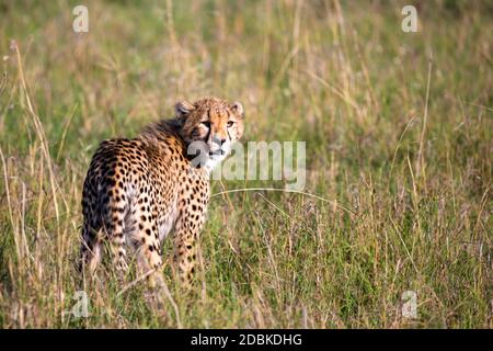 Un ghepardo cammina tra erba e cespugli nella savana del Kenya Foto Stock