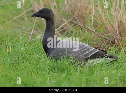 Brent Goose (Branta bernicla bernicla) in piedi immaturi in erba bagnata Eccles-on-Sea, Norfolk, Regno Unito Ottobre Foto Stock