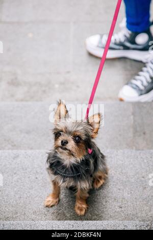 Adorabile cucciolo di terrier dello yorkshire con un guinzaglio rosa nella strada con il suo proprietario. Persone irriconoscibili Foto Stock