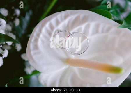 Gli anelli di nozze ravvicinato su un bouquet di nozze fatto di anhurium bianco, gypsofila e foglie verdi Foto Stock