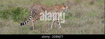 Africa, Kenya, Serengeti Settentrionali, Maasai Mara. Ghepardo femminile (SELVATICO: Achinonyx jubatus) specie in pericolo. Foto Stock
