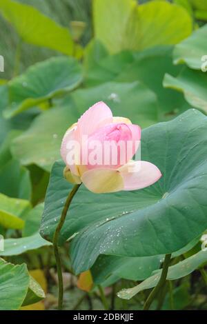 Indische Lotosblume (Nelumbo nucifera) Foto Stock