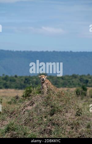 Africa, Tanzania, Serengeti Plains. Lone ghepardo in habitat erboso (SELVATICO: Acinonyx jubatus) specie in pericolo. Foto Stock