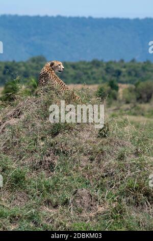 Africa, Tanzania, Serengeti Plains. Lone ghepardo in habitat erboso (SELVATICO: Acinonyx jubatus) specie in pericolo. Foto Stock