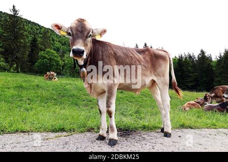 Un giovane bovino bruno con campanaccio nelle montagne della Baviera Foto Stock