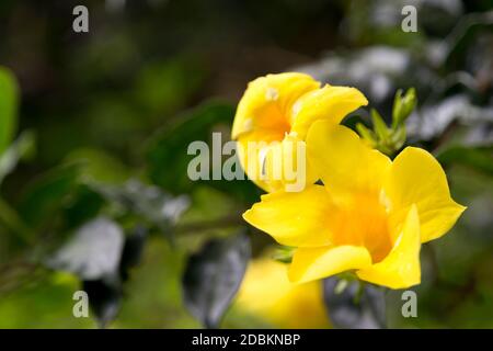 Locali di fiori esotici molto colorfull e bella Foto Stock