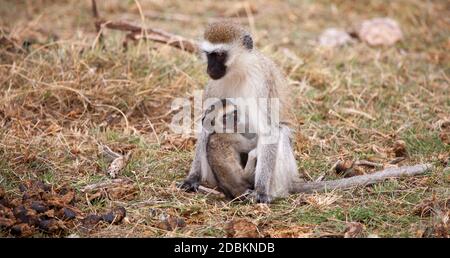 Scimmia con uno piccolo è seduto su un safari in Kenya Foto Stock