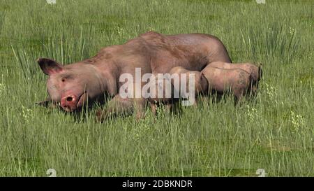 Maiale con i suinetti nell'erba Foto Stock