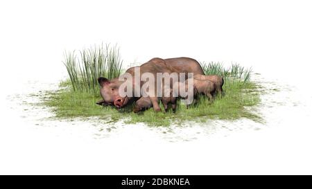 Maiale con i suinetti nell'erba Foto Stock