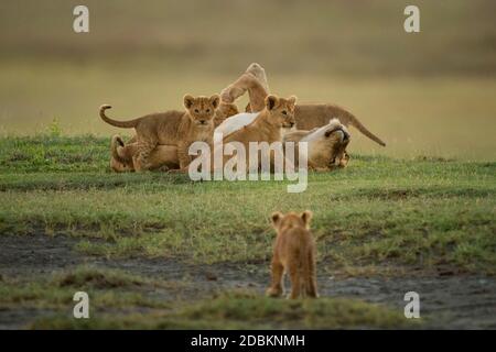 Il cucciolo si avvicina ad altri che circondano la leoness sull'erba Foto Stock