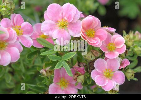 Fingerstrauch (Potentilla fruticosa paradiso rosa) Foto Stock