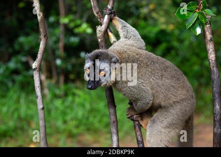 I lemuri in una foresta pluviale sugli alberi, saltando da albero ad albero Foto Stock