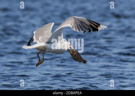 Seagull mangiare pesce nel Delta del Danubio Romania Foto Stock