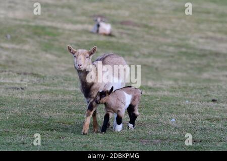 Capra tedesca con un bambino su un prato Foto Stock