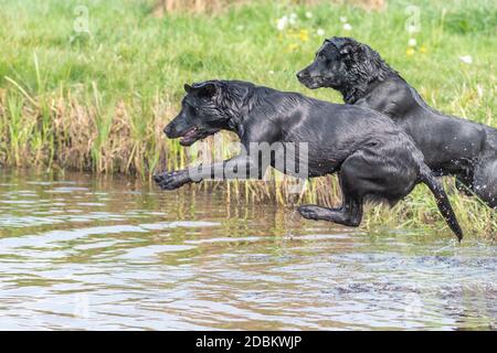 Due labrador neri che saltano insieme nell'acqua Foto Stock