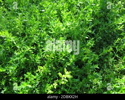 Rupturewort liscio, Herniaria glabra, una coperta nel giardino Foto Stock