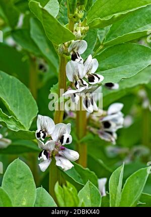 Grandi piante di fagioli 'Witkiem Manita' in fiore all'inizio dell'estate In giardino nazionale inglese Foto Stock