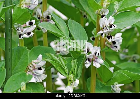 Grandi piante di fagioli 'Witkiem Manita' in fiore all'inizio dell'estate In giardino nazionale inglese Foto Stock