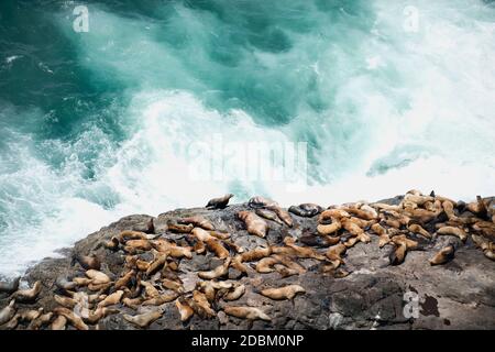 Leoni marini in riva al mare, Sea Lion Caves, Oregon, Stati Uniti Foto Stock