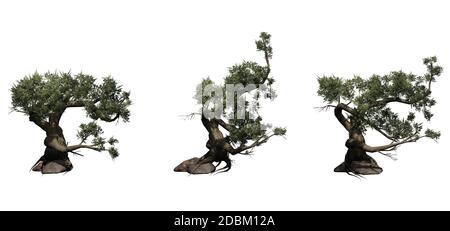 Insieme di alberi di conifere - Jeffrey Pine - isolato su uno sfondo bianco Foto Stock