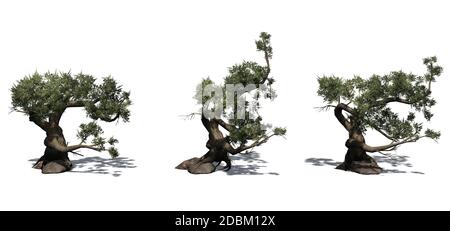 Insieme di alberi di conifere - Jeffrey Pine - isolato su uno sfondo bianco Foto Stock