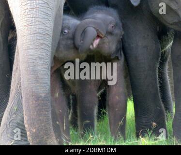 Record di elefanti gemelli in Sri Lanka. L'elefante dello Sri Lanka è una delle tre sottospecie riconosciute dell'elefante asiatico e originaria dello Sri Lanka. Parco Nazionale di Minneriya, luglio 2020. Foto Stock