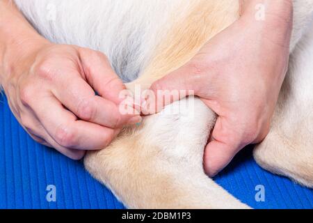 mani con ago agopuntura in dettaglio durante un trattamento di un cane Foto Stock