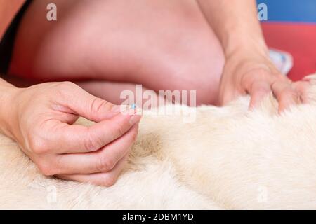 mani con ago agopuntura in dettaglio durante un trattamento di un cane Foto Stock