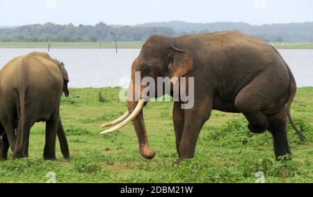 Tusker in muschio, graffiando la gamba. L'elefante dello Sri Lanka è una delle tre sottospecie riconosciute dell'elefante asiatico e originaria dello Sri Lanka. Parco Nazionale di Kaudulla, luglio 2020. Foto Stock