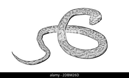 Disegno a matita - serpente di Python - isolato su sfondo bianco Foto Stock