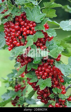 Rote Johannisbeere (Ribes rubrum 'Rondom') Foto Stock