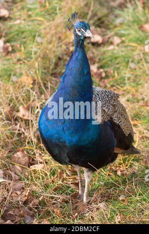 Il pavone indiano o il cristatus di pavo sta levandosi in piedi su un prato di autunno. Bel pavone maschio in colori blu brillante. Animali nella fauna selvatica. Foto Stock